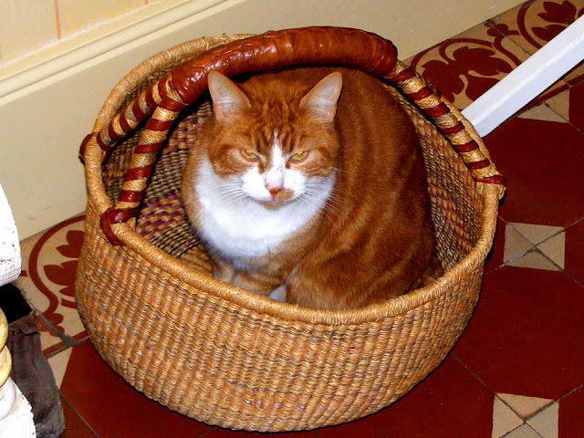 Ginger cat in a basket.  Indre et Loire, France. Photographed by Susan Walter. Tour the Loire Valley with a classic car and a private guide.