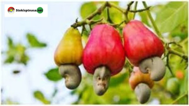 Kesaksian Pupuk Nasa Untuk Jambu Mete Yang Paling Bagus