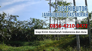 Supplier Jambu Biji Merah Jakarta, Supplier Jambu Biji Merah Medan, Supplier Jambu Biji Merah Bandung, Supplier Jambu Biji Merah Makasar, Supplier Jambu Biji Merah Semarang, Supplier Jambu Biji Merah Kendal, Supplier Jambu Biji Merah Solo, Supplier Jambu Biji Merah Jogja,