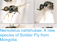 https://sciencythoughts.blogspot.com/2018/12/nemotelus-nartshukae-new-species-of.html