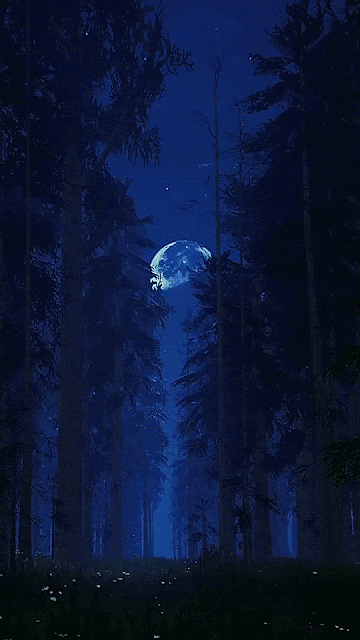 Hình nền động khu rừng đêm