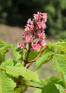 Red Chestnut