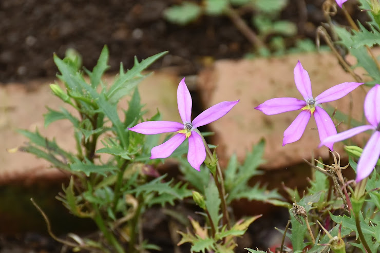 紫色の細長い５つの花びらを広げるイソトマ