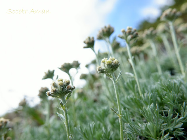 Artemisia glomerata