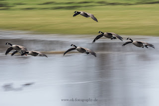 Wildlifefotografie Mitzieher ICM Olaf Kerber