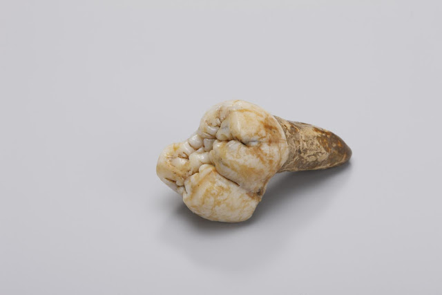 Большой коренной зуб Gigantopithecus