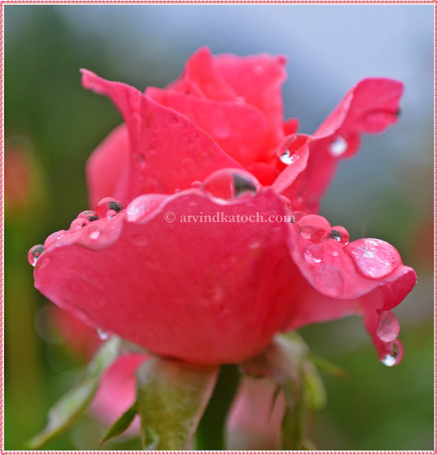 Pink, Rose, Pearl, Rain drops, 