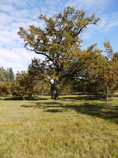 Eichelgarten Forstenrieder Park