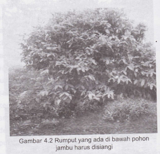 penyiangan jambu air