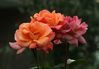 rosa chinensis