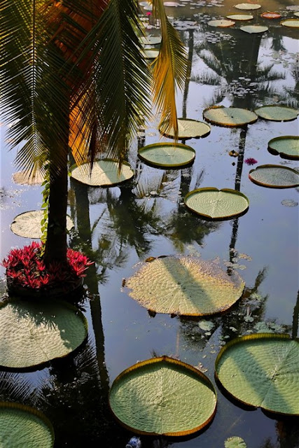 dindi by godavari sterling holidays lily pond