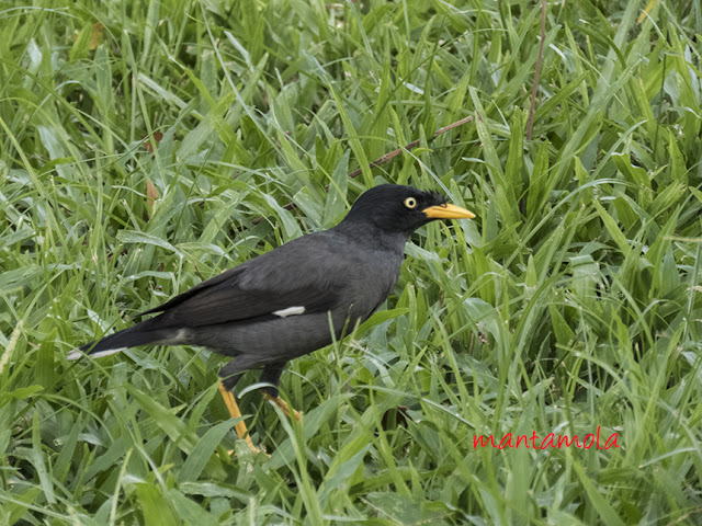 Javan Myna (Acridotheres javanicus)