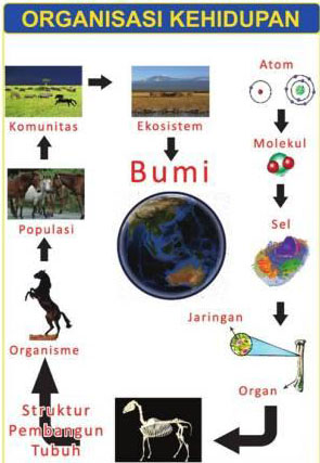 Tingkat Organisasi Kehidupan - Aghnan (The Aghnanisme)