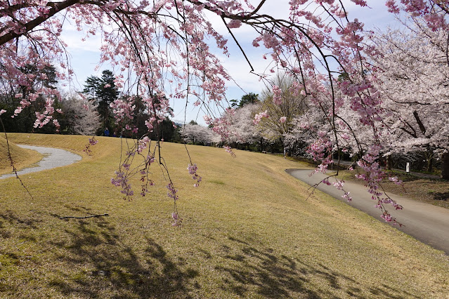 鳥取県西伯郡南部町鶴田 とっとり花回廊 芝生け広場