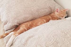 Kenapa Kucing Suka Tidur Di Kamar Kita