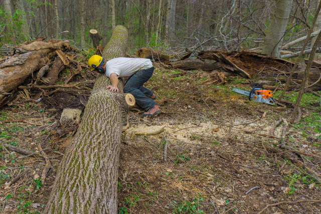 Tree Removal in Ferndale MI