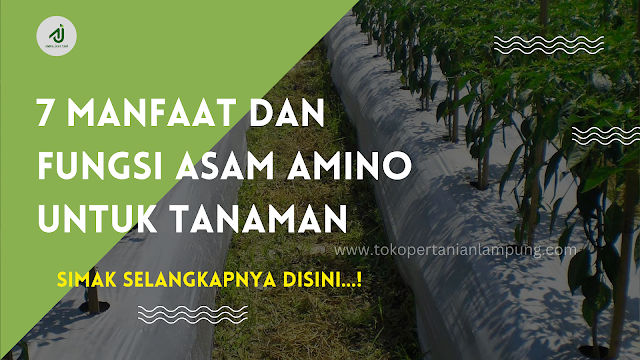 Fungsi Asam Amino Untuk Tanaman