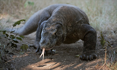 Best Komodo Tours and Travel