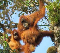 Perilaku Bersarang orangutan