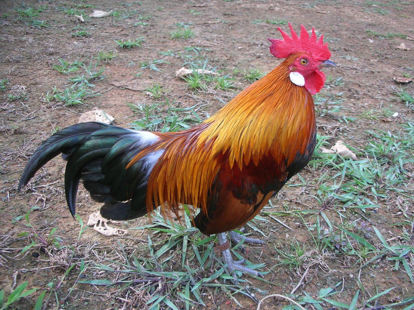 DENAK AYAM  HUTAN