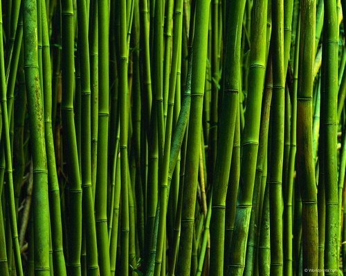 NURI ARDIANSYAH: Hikmah bambu