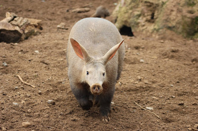 aardvarks images pinterest 