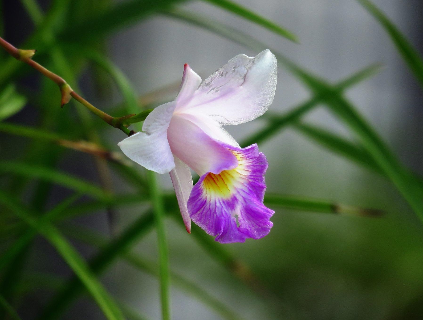 ফুলের পিকচার ডাউনলোড