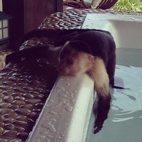 funny animals of the week, relaxing monkey