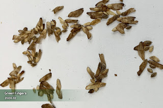 Pine seed from the Jangipumsong cone before sowing
