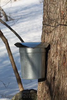 Moose Hill Maple Syrup 3-2-11