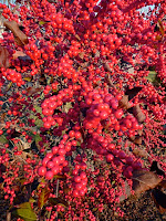 American Winterberry (Ilex verticillata)