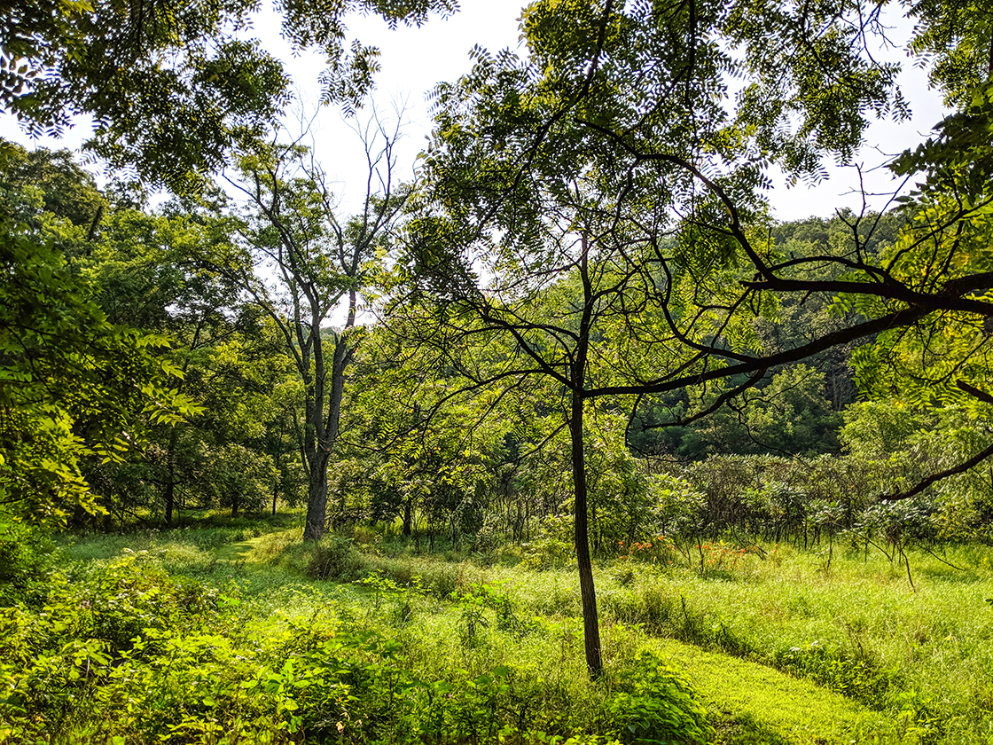 Morton Forest County Park in Mazomanie WI