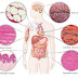 Animal tissues-Living tissues