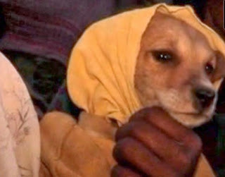 Menina de quatro anos é forçada a se casar com um cachorro para evitar maldição