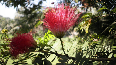 red rain tree flowers of my campus