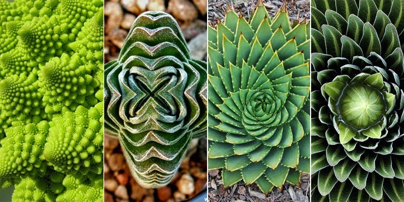 geometry-plants geometry-plants