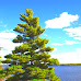 Eastern White Pine Physical Characteristics