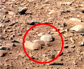 tikus di mars