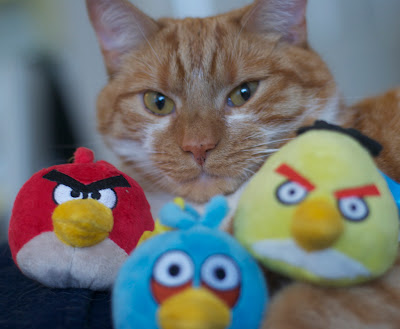 Gato amarelo posa com bichos de pelúcia do jogo Angry Birds