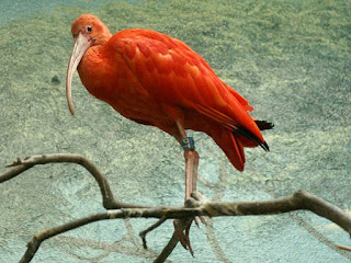 Eudocimus ruber - Ibis rouge