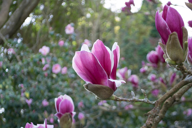 Magnolia x soulangeana 'Picture'