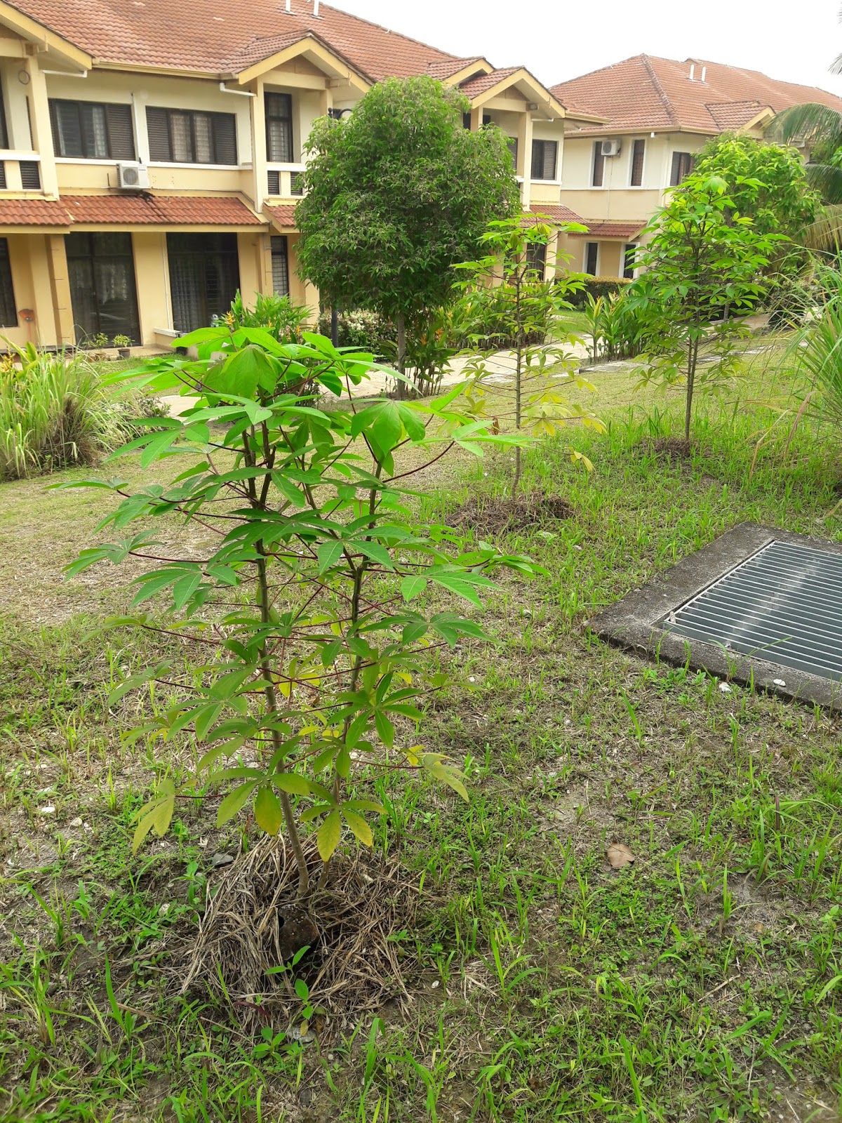 Kebun sejemput: Menuai Ubi Kayu dan Pucuknya