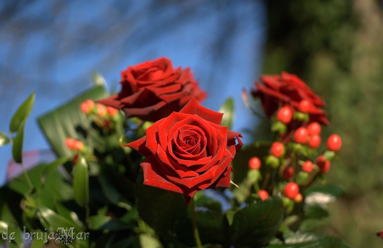 passion red rose