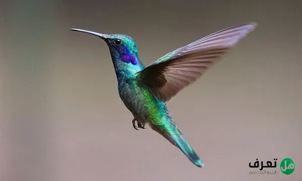 اجمل الطيور في العالم