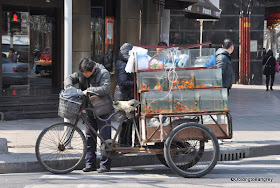 Goldfish on Wheels