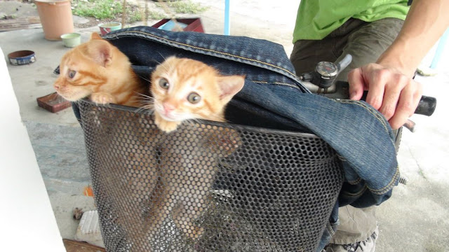 funny cat pictures, two kittens on bike