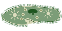 soal un biologi tentang protista