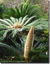 cycas revoluta male and female flower