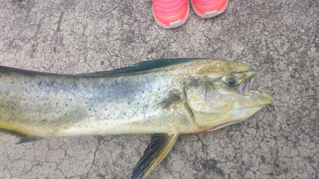 衣奈で釣ったシイラ