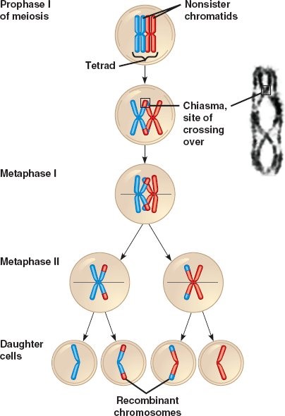 Pindah silang saat meiosis